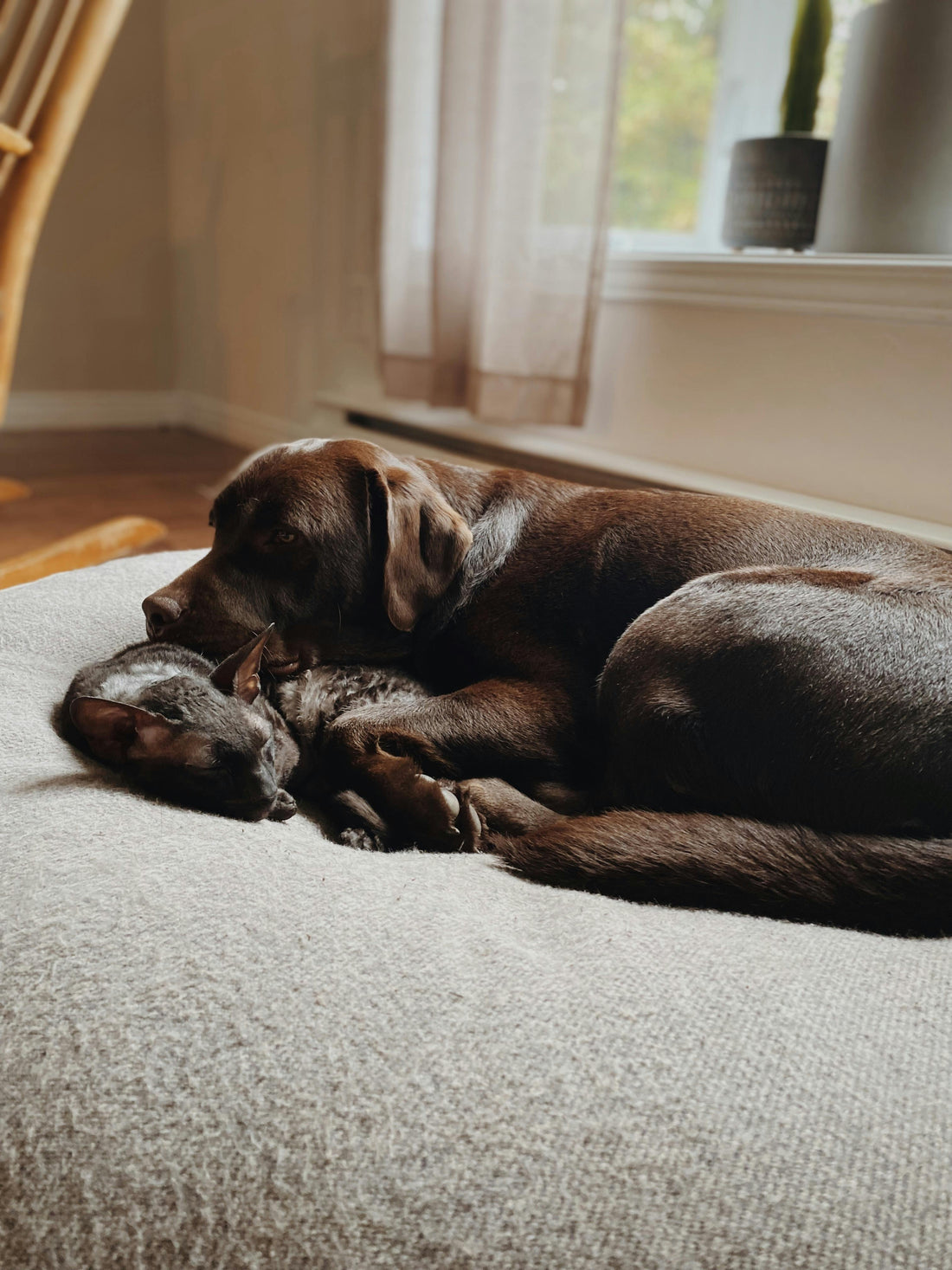 Pet Stain & Odor Removal: Why Clean Habits Probiotic Cleaners Outperform Enzyme Formulas