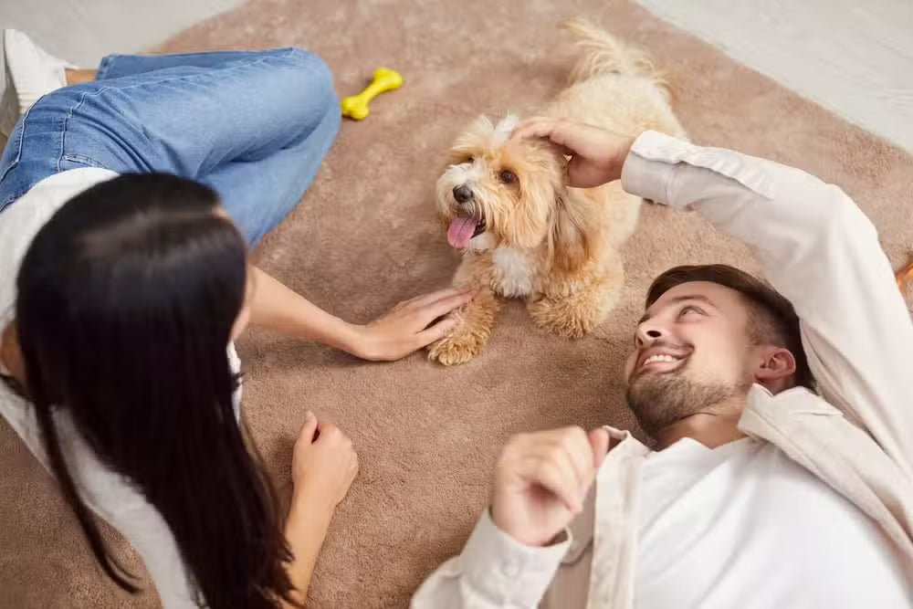 Floors, Fur, and Funk: Tackle Pet Odors Without Nasty Chemicals